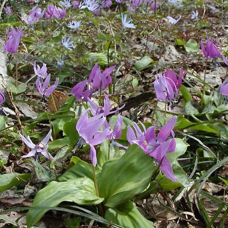 Отель Kawacho Shizukuishi Экстерьер фото