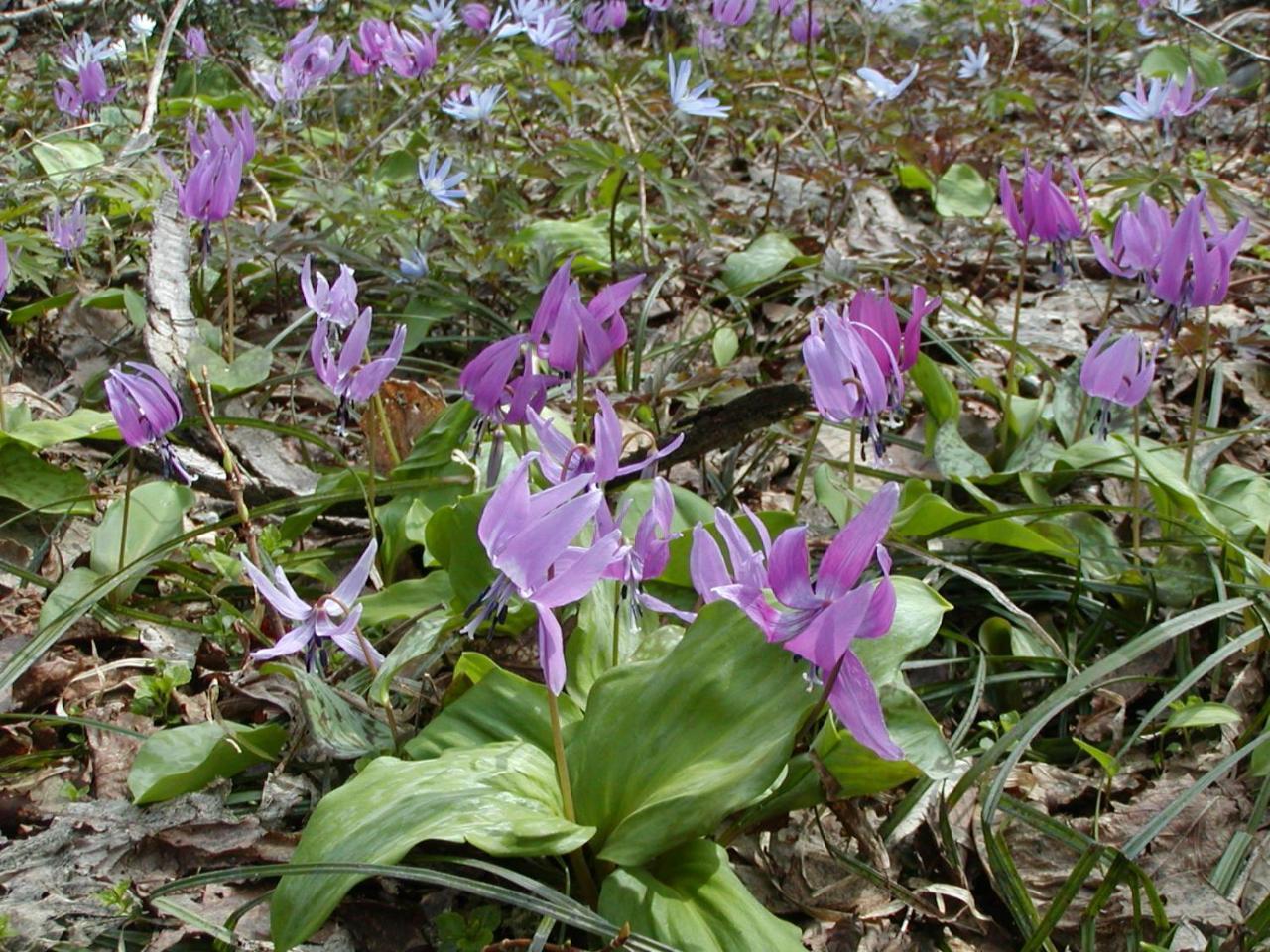 Отель Kawacho Shizukuishi Экстерьер фото